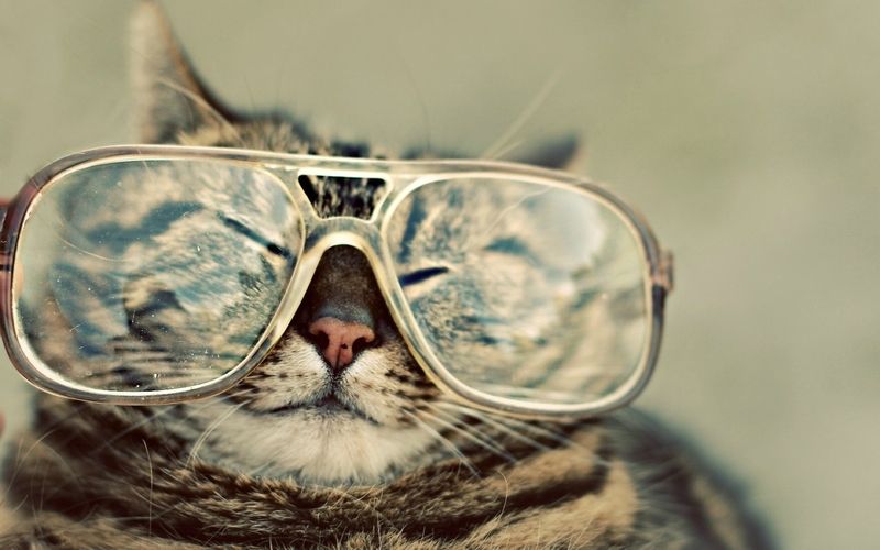funny-cat-with-eyeglasses.jpg