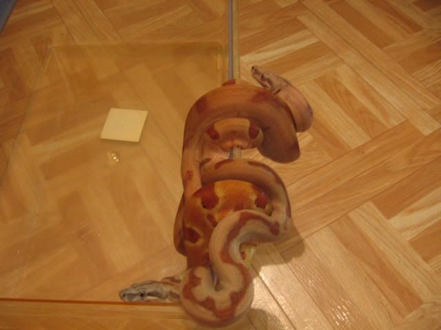 http://img.photobucket.com/albums/v603/mrivera78/2f20939d.jpg