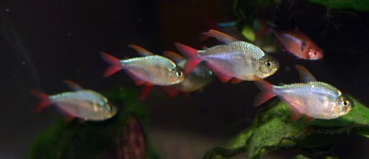 IMAGE: http://img.photobucket.com/albums/v603/reewik/Freshwaterfish/1fish.jpg