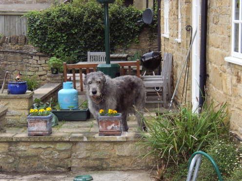 irish wolfhound for sale olx