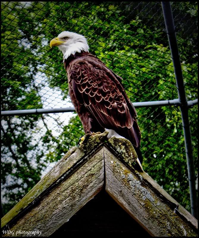 IMAGE: http://img.photobucket.com/albums/v604/FireTent/T1i/Eagle.jpg
