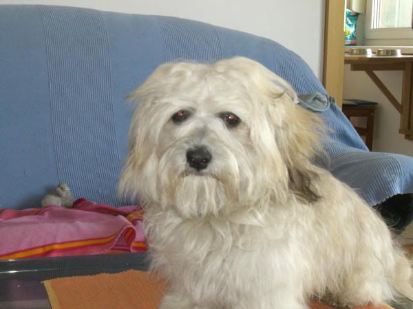 chicco_brsten03.jpg