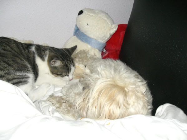 snoopyGizmo_01.jpg