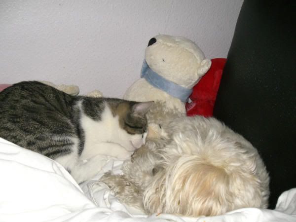 snoopygizmo_02.jpg