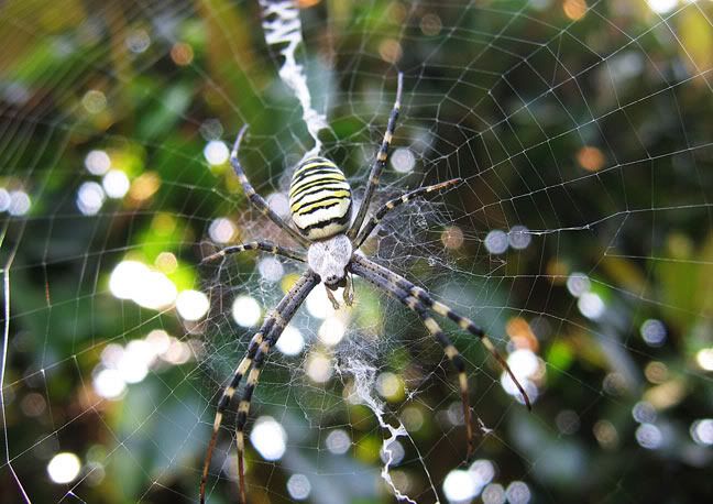 Argiope.jpg