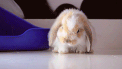 005-funny-animal-gifs-sleepy-bunny.gif