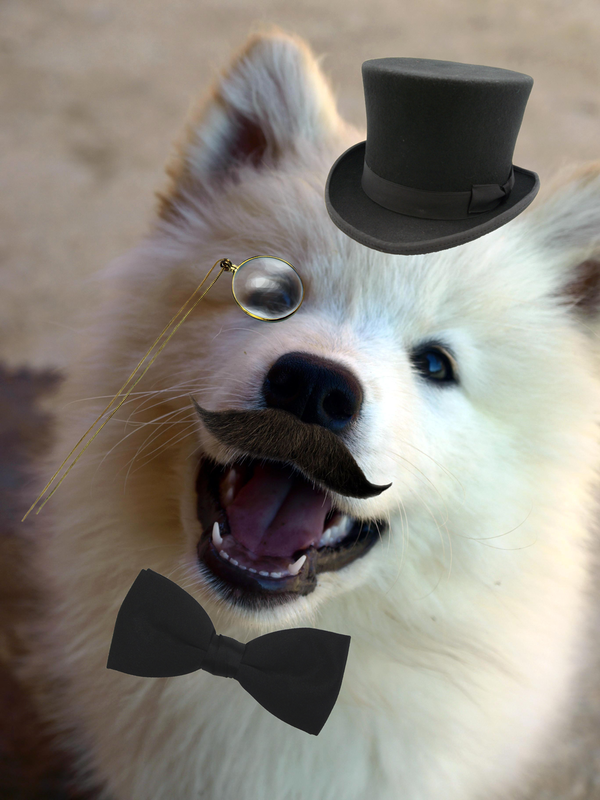 fancysammy.png