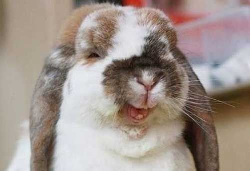 smiling-rabbit.jpg