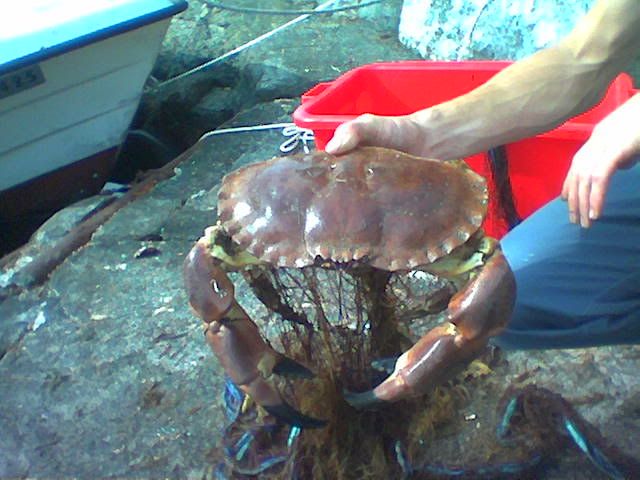 krabbe.jpg
