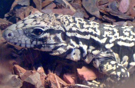 black and white tegu. lack and white tegu,