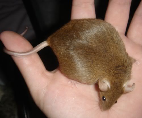 Pictures Of Pregnant Mice 96