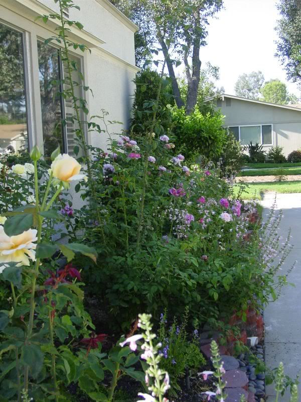 House photos with roses please!!!