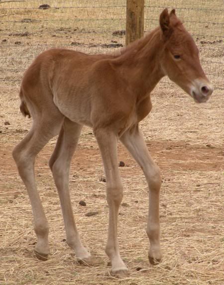 http://img.photobucket.com/albums/v605/peruvianpasogal/EmmyFilly2.jpg