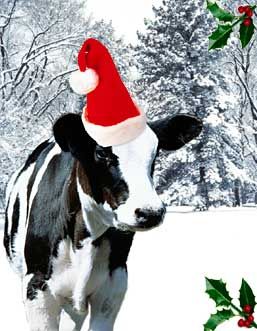 christmas-cow.jpg