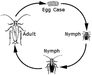 Cockroach's Lifecycle