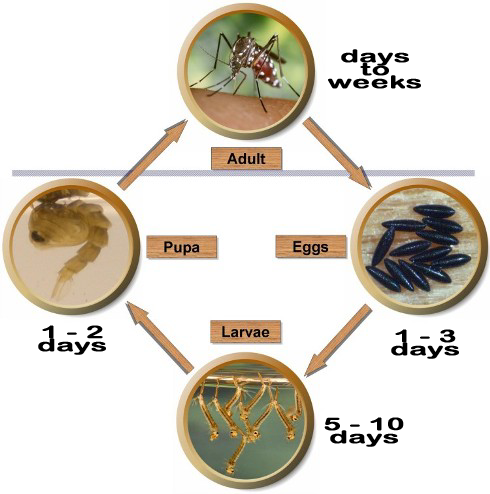 Mosquitoes' lifecycle