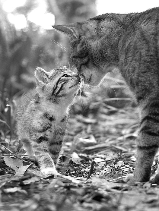 IMAGE: http://img.photobucket.com/albums/v607/Racaryu/IMG_0035_crop_bw_web.jpg