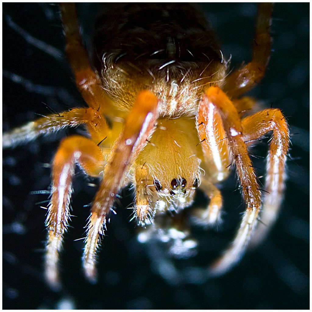 MacroSpider.jpg