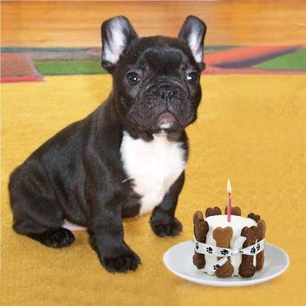 French_Bulldog_Birthday.jpg