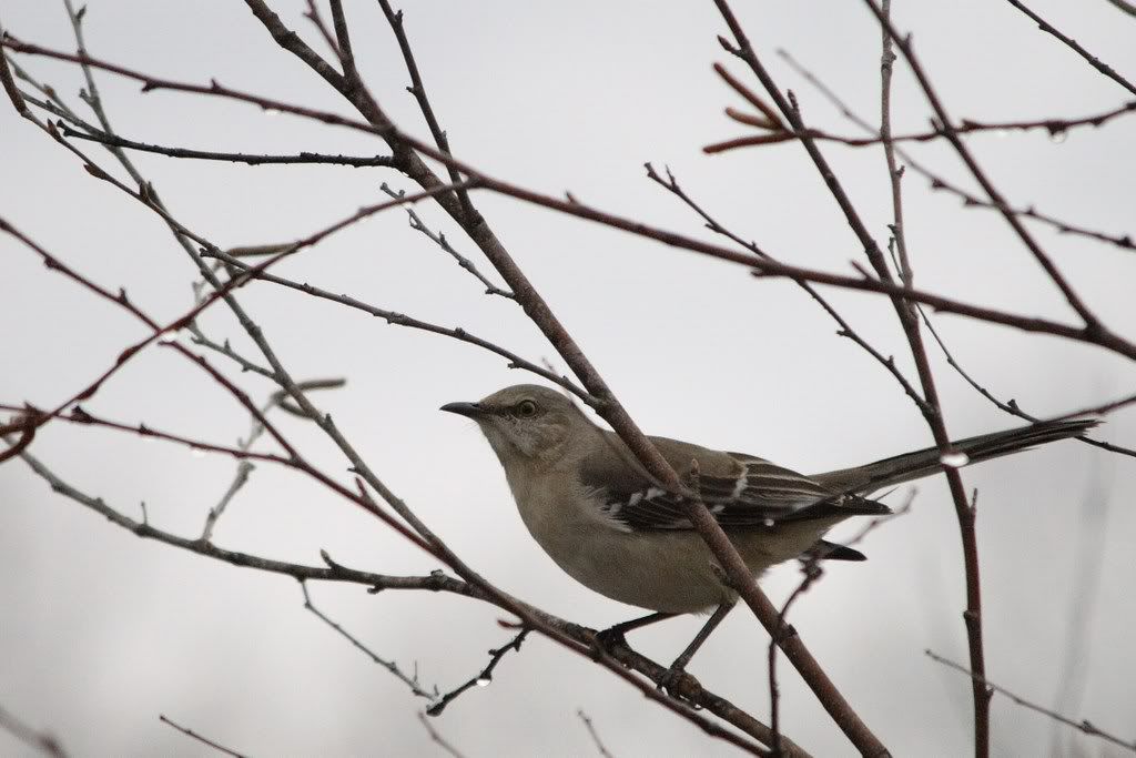 IMAGE: http://img.photobucket.com/albums/v607/badd666/Birding/First/IMG_7819_.jpg