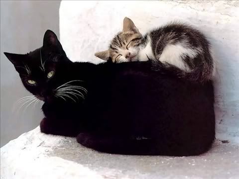 Blackcat and Kitty