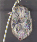 hamster.gif
