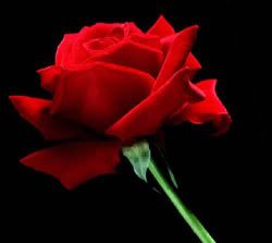 A-Single-Red-Rose.jpg