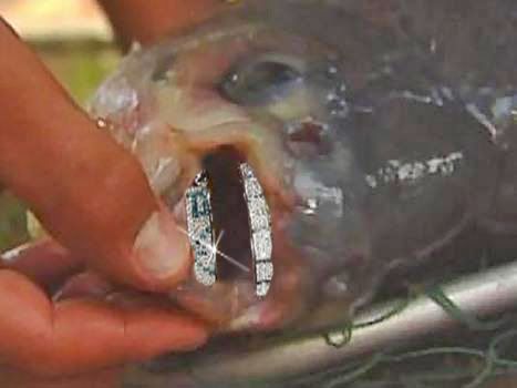 blingfish.jpg