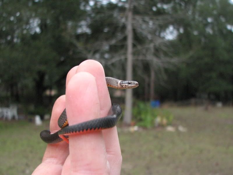 Black Snakes In Florida Keys