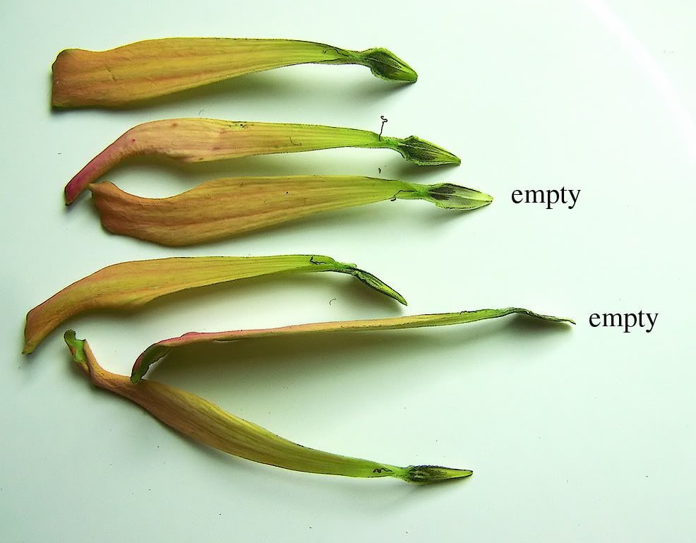 collecting zinnia seeds