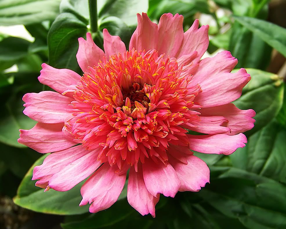 Cactus Zinnia