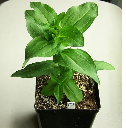 Do you start zinnias from seed indoors?