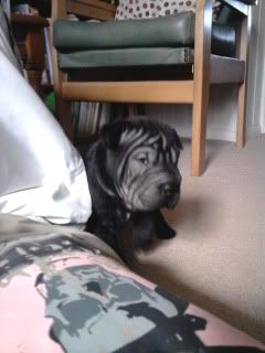 rosieposie007.jpg