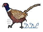 ddl1stbird.png