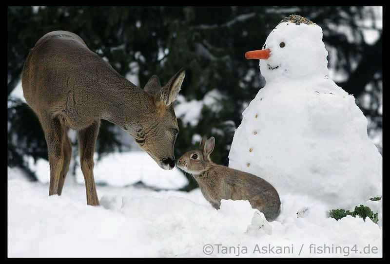 Bambi y Tambor