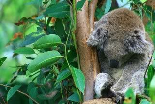 All together now: Awwww.... (Lazy drunken koala)