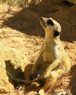 Yes, it's not indigenous, but aren't meerkats cute?