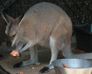 It's a wallaby!