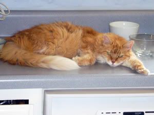 Tia on the counter