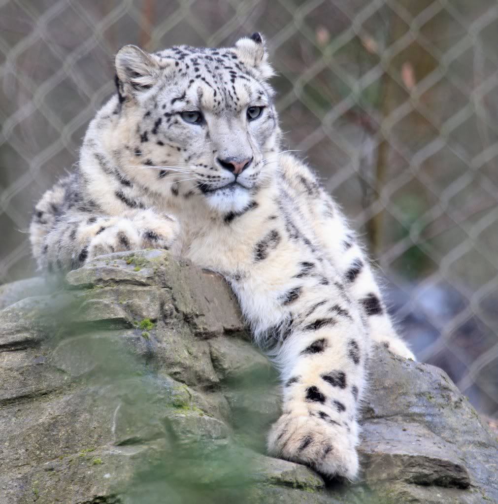 IMAGE: http://img.photobucket.com/albums/v608/shazz501/Marwell%20zoo/Img_1175.jpg