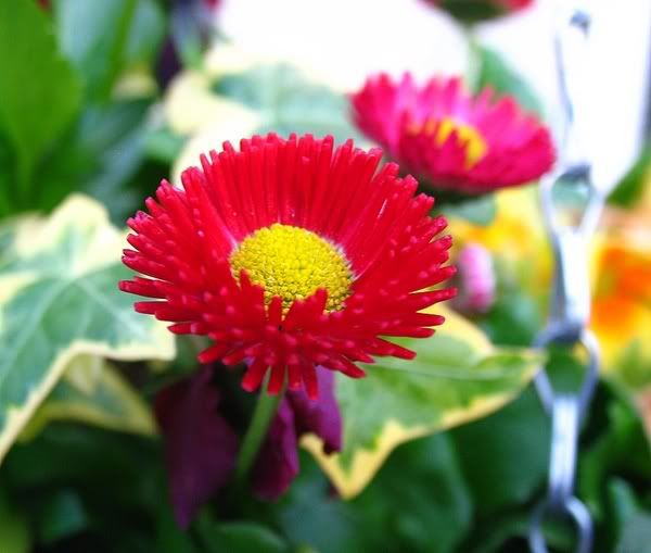 IMAGE: http://img.photobucket.com/albums/v608/tatton/DANSART923.jpg