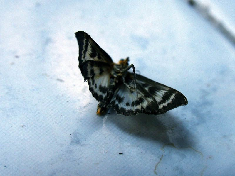 IMAGE: http://img.photobucket.com/albums/v608/tatton/IMG_5249-1.jpg