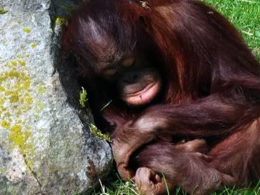 IMAGE: http://img.photobucket.com/albums/v608/tatton/IMG_5834.jpg