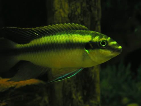 IMAGE: http://img.photobucket.com/albums/v608/tatton/fishanscott017-1.jpg