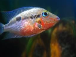 IMAGE: http://img.photobucket.com/albums/v608/tatton/fishanscott248.jpg