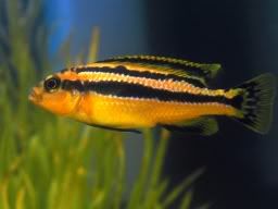 IMAGE: http://img.photobucket.com/albums/v608/tatton/fishanscott254.jpg