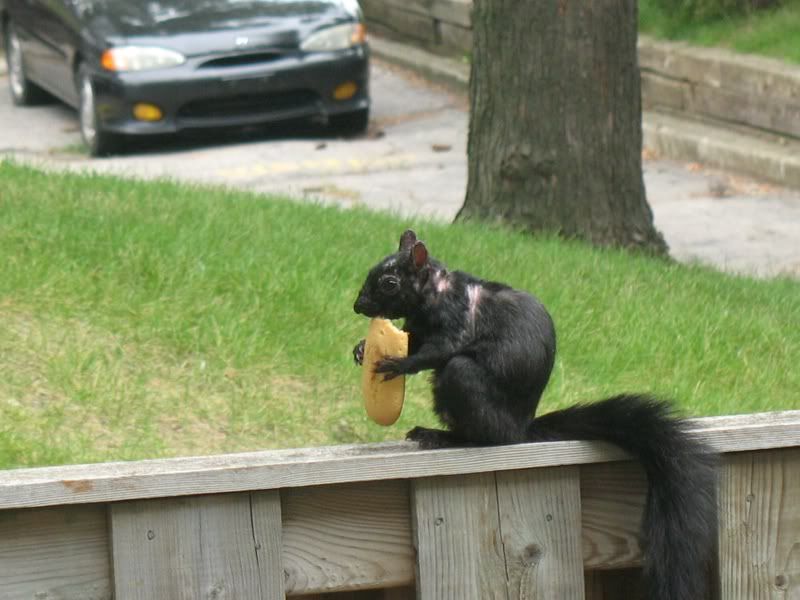 squirrel mange