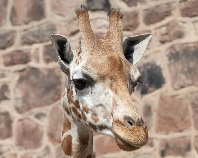 http://img.photobucket.com/albums/v609/CMVH/Chester%20zoo/giraffe.jpg