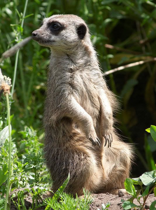 http://img.photobucket.com/albums/v609/CMVH/Chester%20zoo/meerkat.jpg