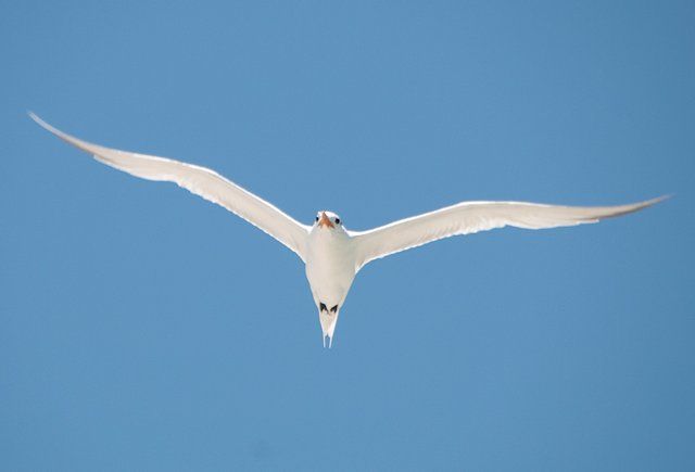 http://img.photobucket.com/albums/v609/CMVH/Florida%20wildlife/DSC_4984E.jpg